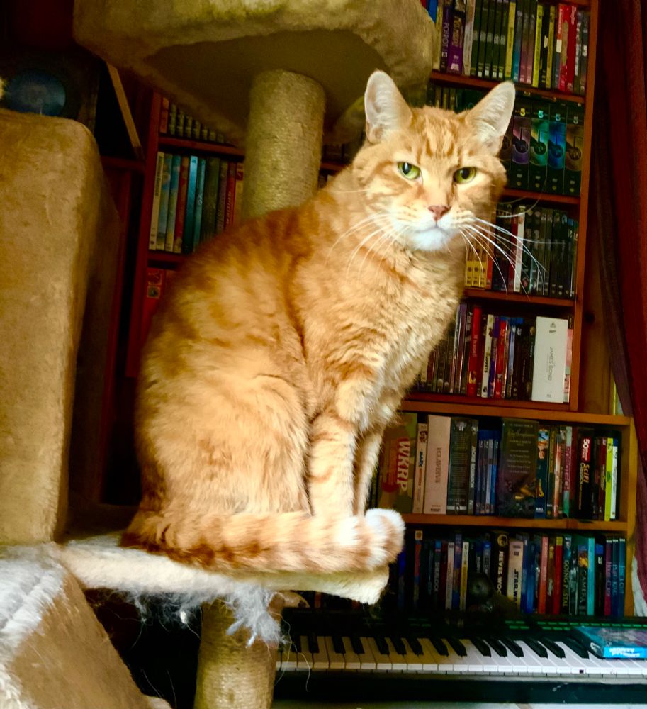 A ginger cat sitting on a cat-tree shelf, looking extremely self-righteous.
