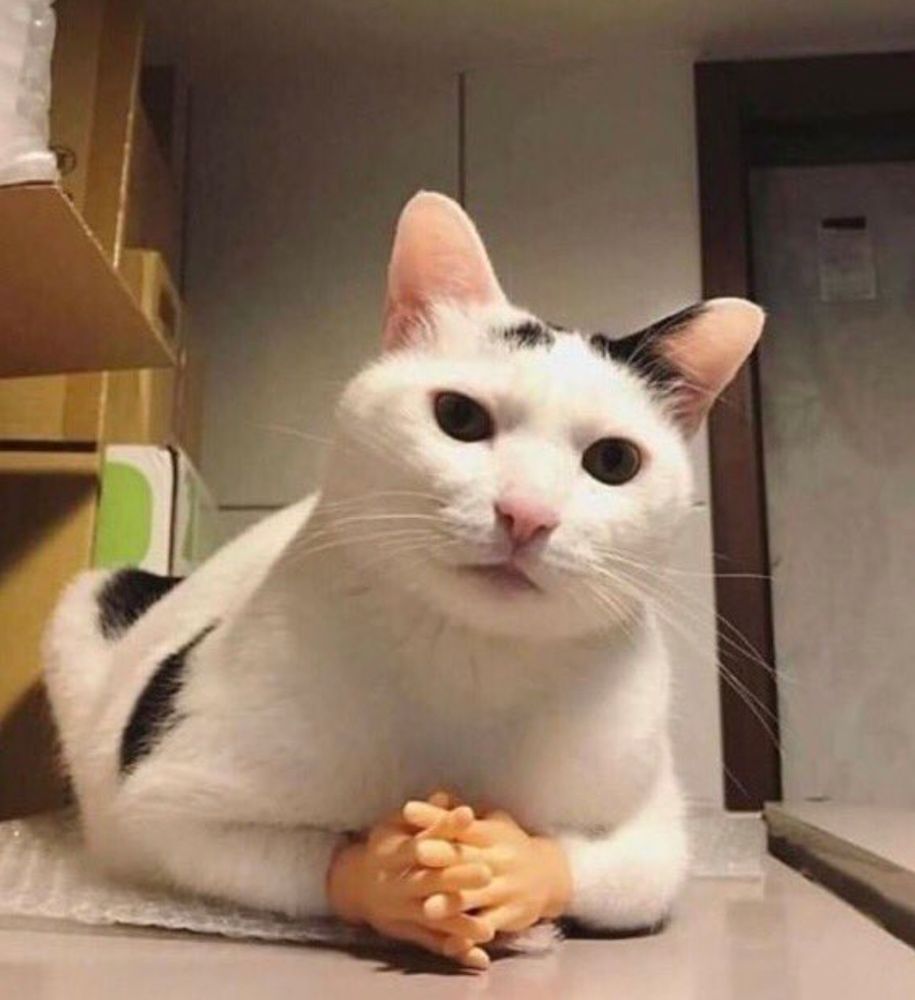 a cat with fake small plastic human hands on its paws, folded, with a look as if it's about to talk about something serious with you 