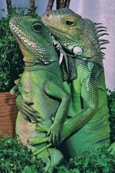 Zwei Echsen, die Löffelchen machen, aber im stehen.