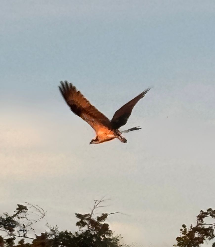 Osprey in flight