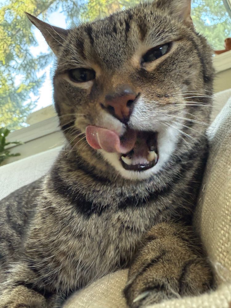 A cat named Niko licks his upper lip in anticipation of a swipe of mom’s ice cream ..