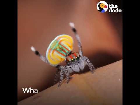 Peacock Spider Dances To Save His Life | The Dodo