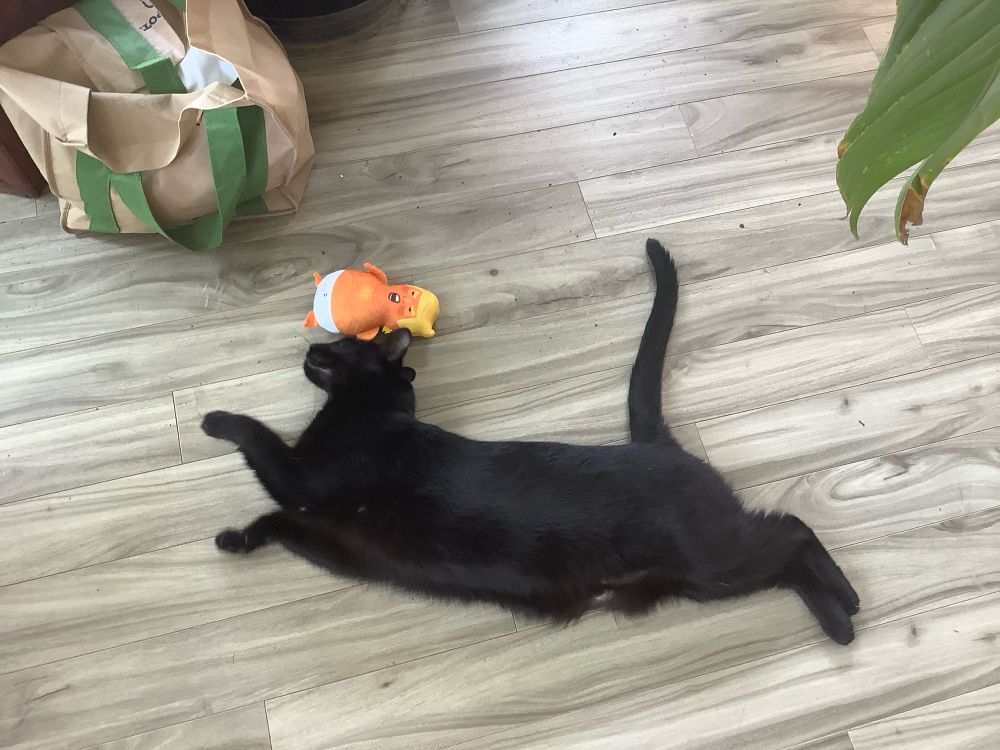 Black, shorthair cat abusing a Diaper Donnie catnip toy with glee! 
