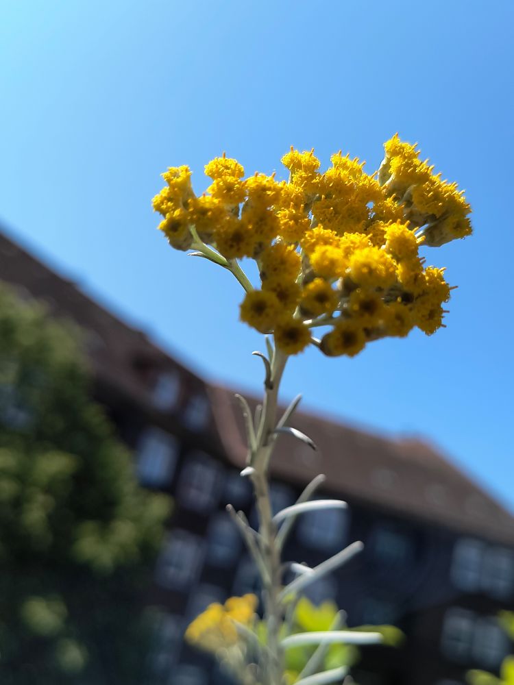Curry kraut, Helichrysum italicum