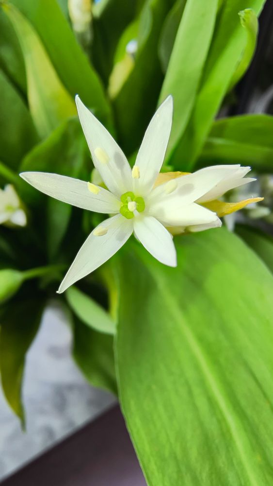 Bärlauchblüte