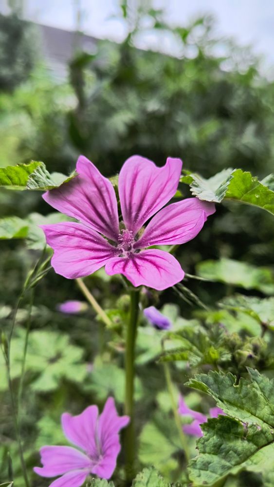 Wilde Malve, Blüte 