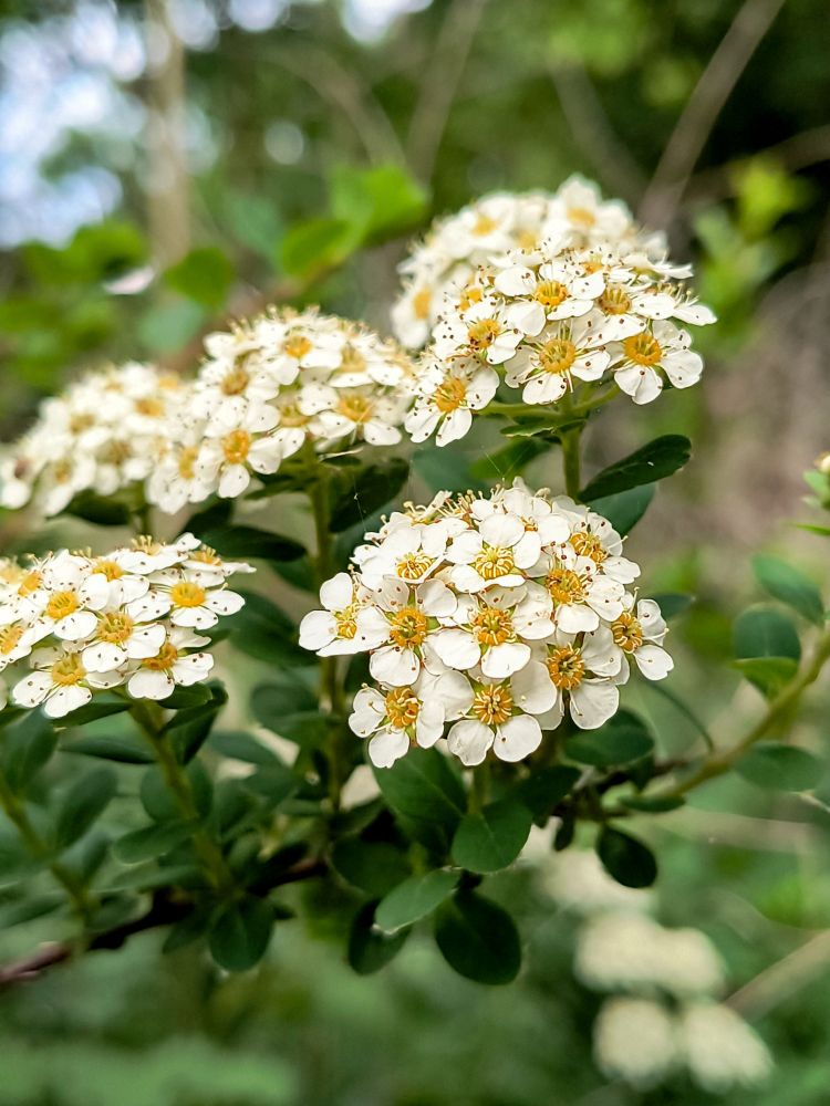 Brautspiere (Spiraea arguta)