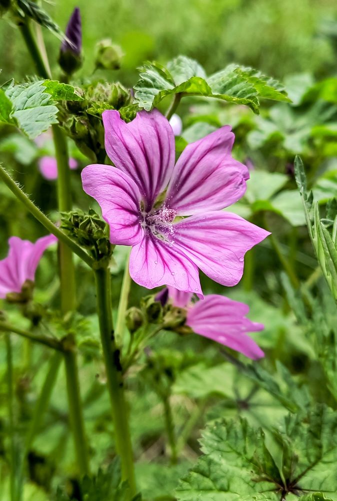 Wilde Malve, Blüte 