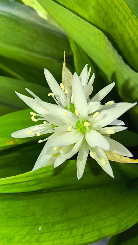 Bärlauchblüten