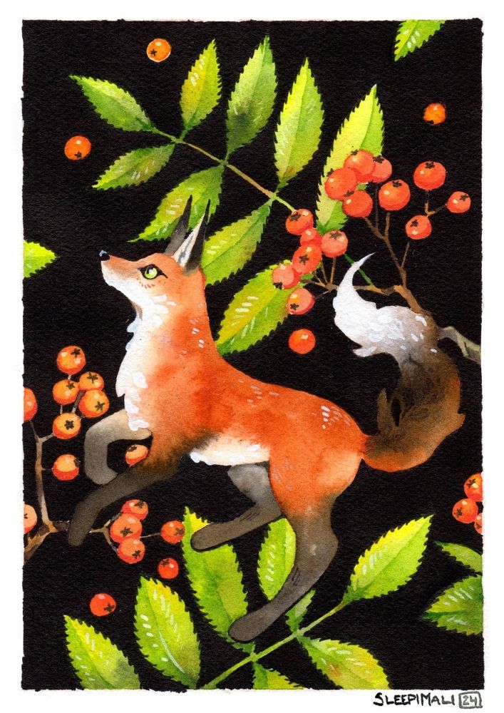 Watercolour and ink painting of a red fox and rowan leaves and berries on a black background