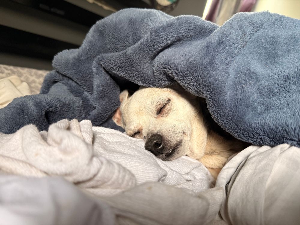 A picture of a sleeping chiweenie dog ensconced in blankets.