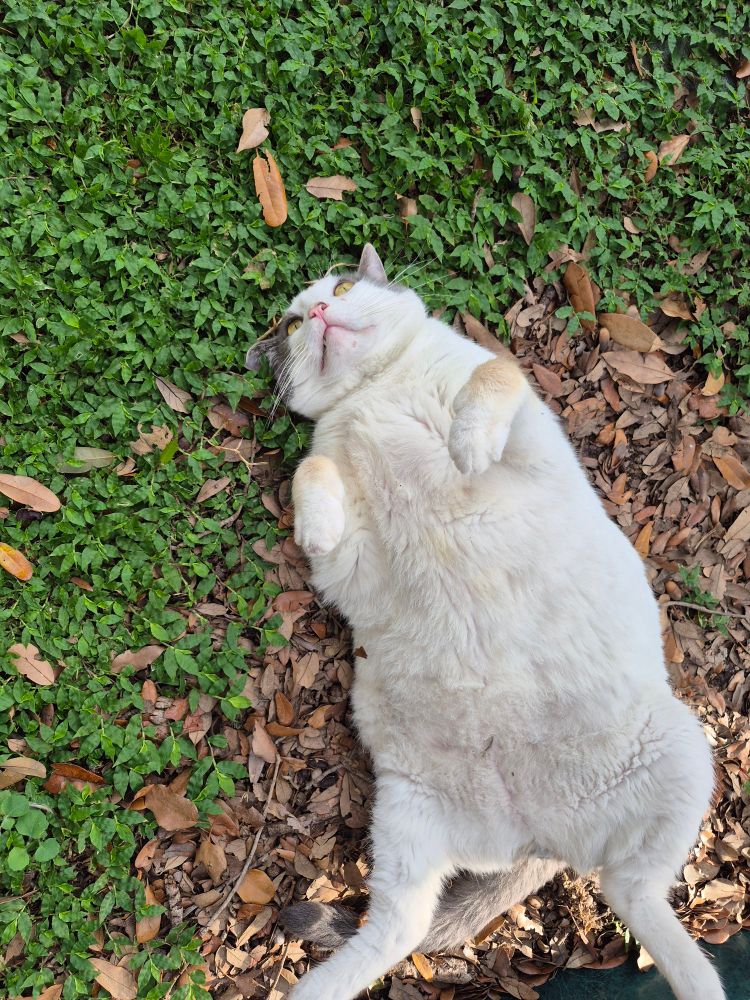 Large gray and white cat on his back in green grass and brown leaves