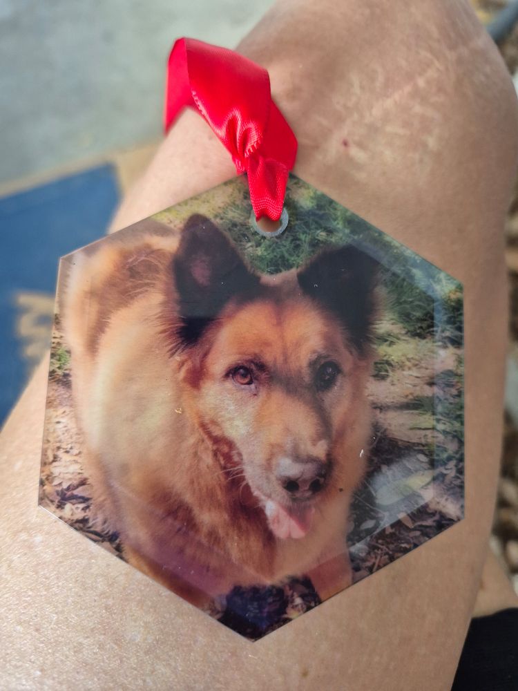 Glass ornament of the best red shep to ever shepherd🥹