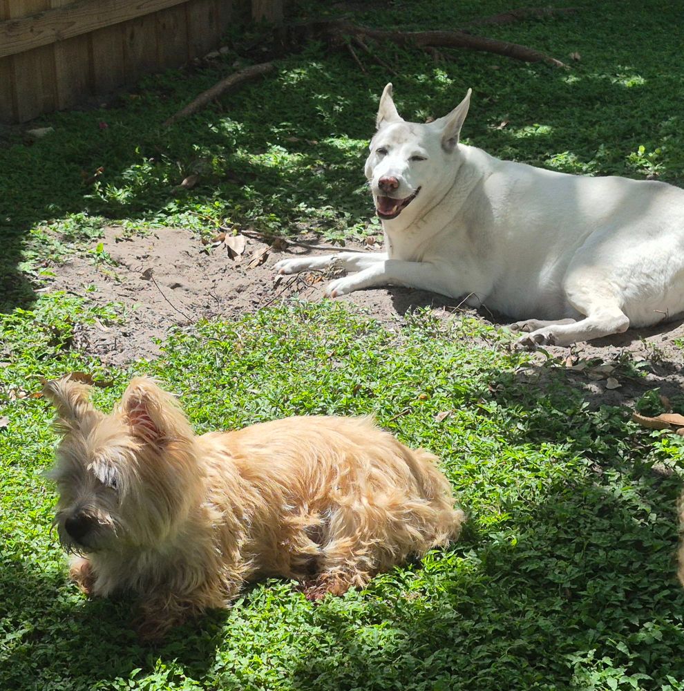 Blonde Cairn Terrier lying in the grass near a large white shepherd dog lying in the dirt 