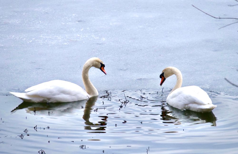 Swans are back in town. Despite a half frozen pond, this pair have returned to northern westchester  to raise another brood. Welcome!