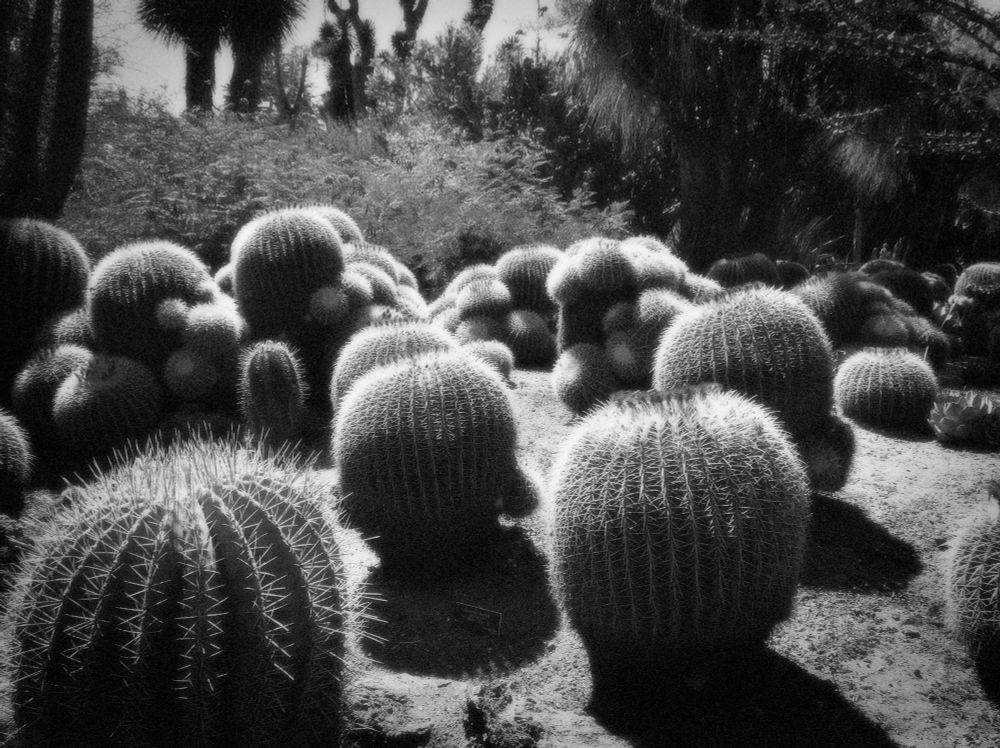 A black-and-white photograph of a desert garden filled with large, spherical cacti glowing softly under diffused sunlight. The light wraps each cactus in a halo, giving them a sense of quiet movement and life beneath their stillness. The background of desert shrubs and trees fades into a luminous haze, making the scene feel suspended between reality and dream. The photograph evokes endurance and serenity — a meditation on the vitality that exists even in the harshest, most silent landscapes.