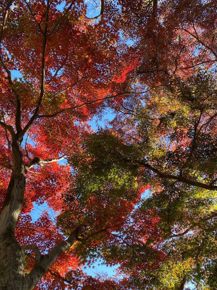 秋の紅葉と緑の木々。撮影者が見上げて撮ったもの。背景は青空。