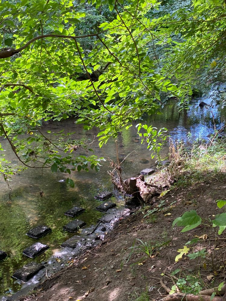 川辺、夏の木々