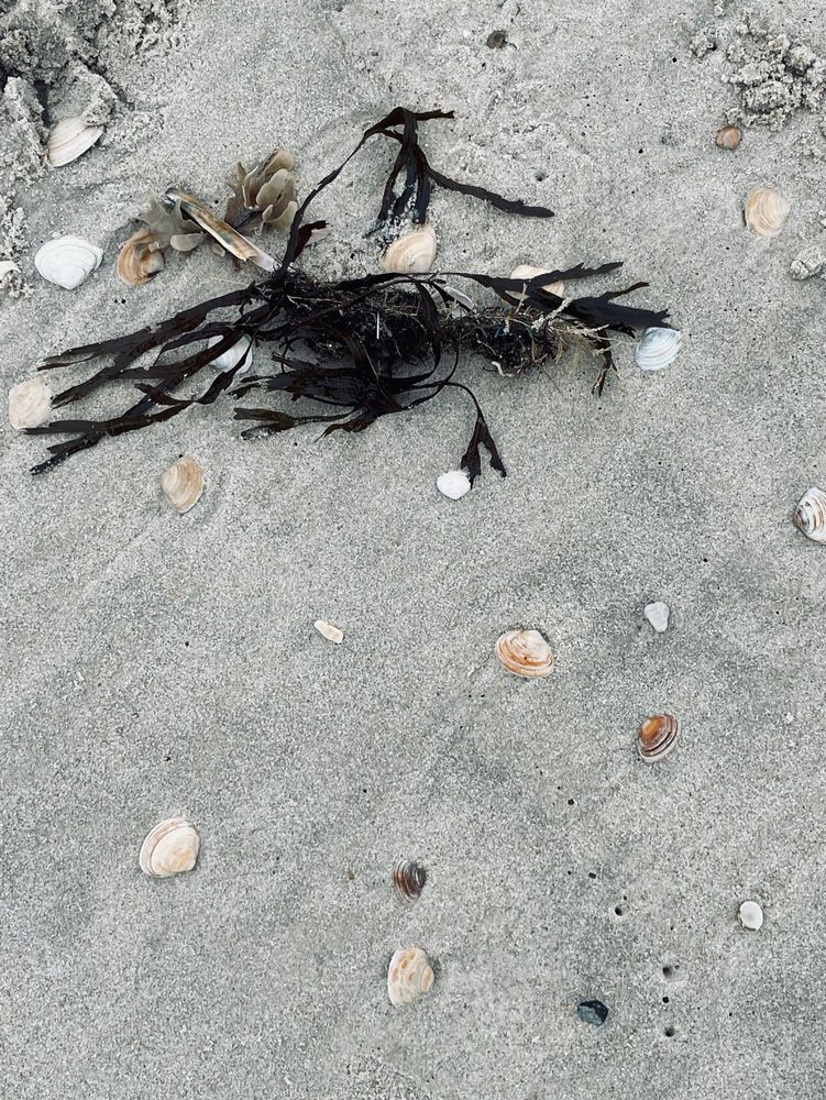 Algen und Muscheln im Sand.