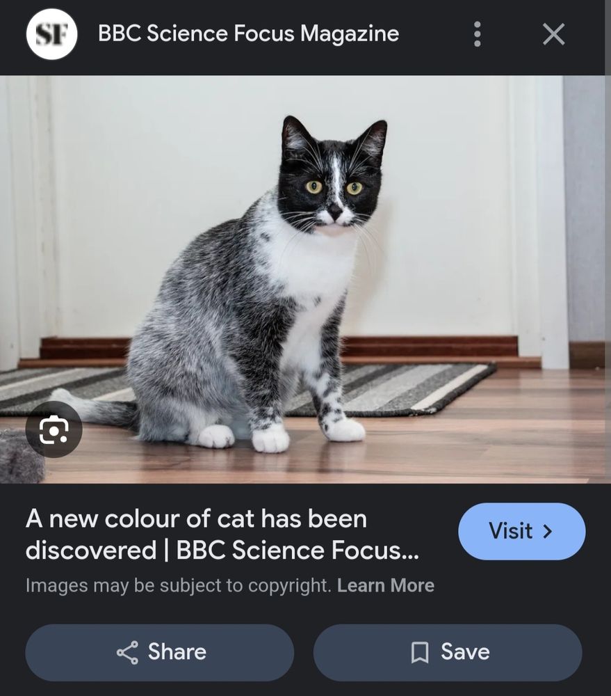 A BBC article declaring that a new colour of cat has been discovered, complete with picture, they're called Salmiak cats if you want to look it up