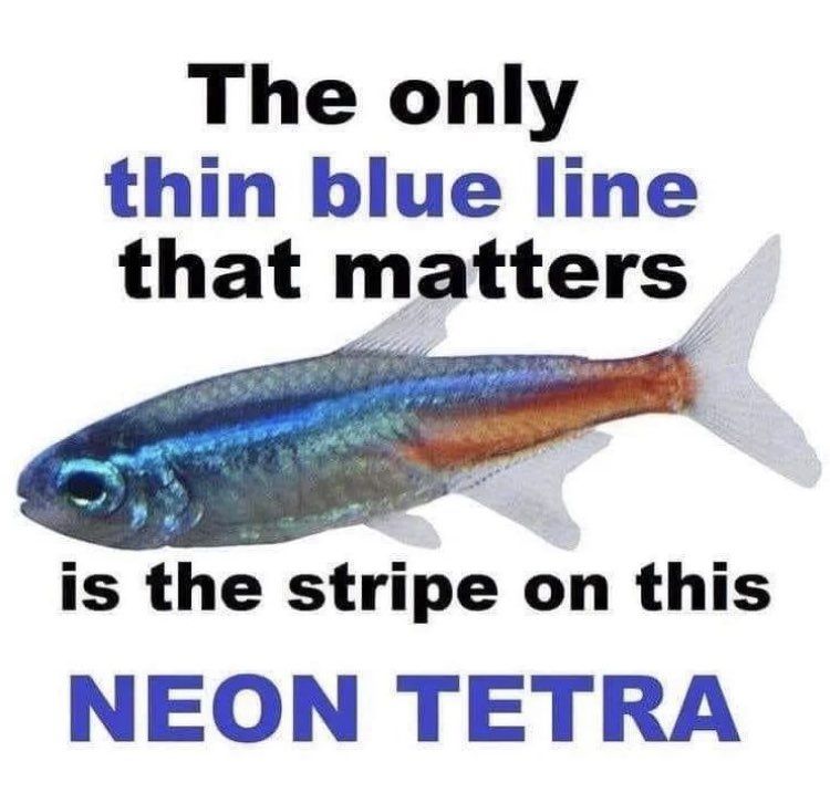 a picture of a neon tetra fish labeled

"the only thin blue line that matters is the stripe on this neon tetra"