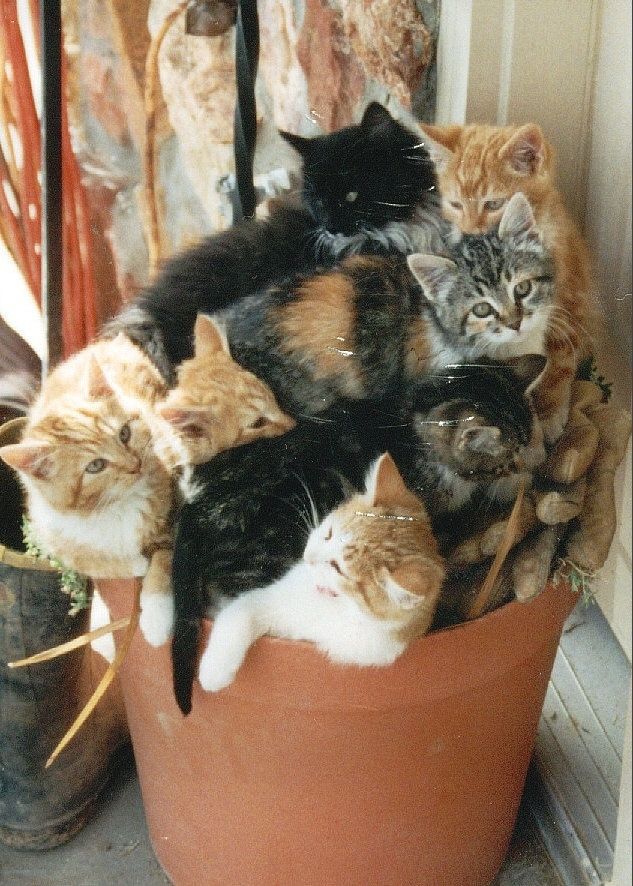 At least 7 kittens all cuddling in a flower pot