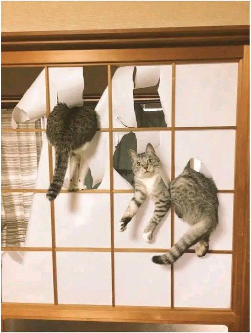 Cats destroying a japanese paper wall