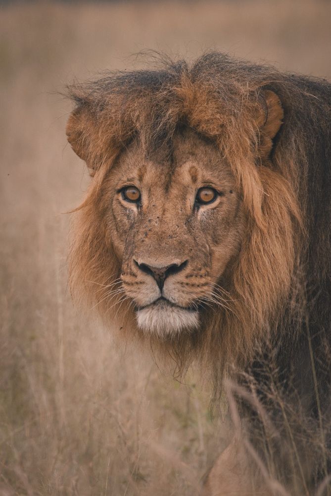 Male lion