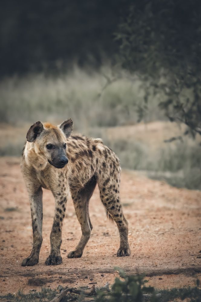 Spotted hyaena