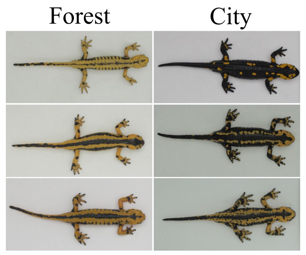 Photos demonstrating differences in colouration and colour patterns between fire salamanders inhabiting a forest (left column) and a city (right column).