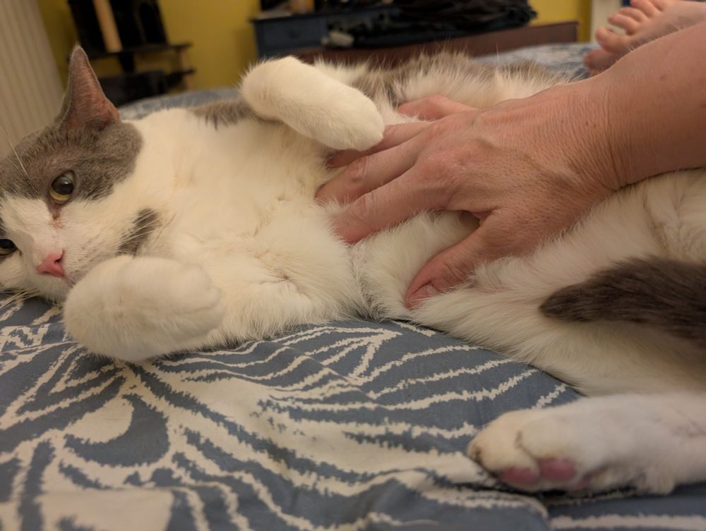 Grey and white cat gets a belly rub