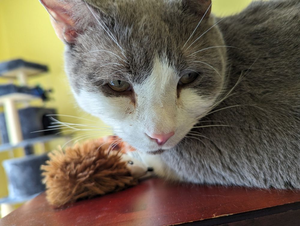 Close up of grey and white cat face with a toy