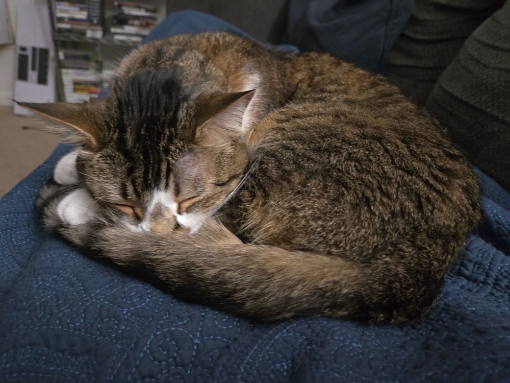 A short hair tabby with black and grey fur, a splash of white around the neck, nose and paws. He is curled into an orb, tail covering his nose, on a deep blue quilt.