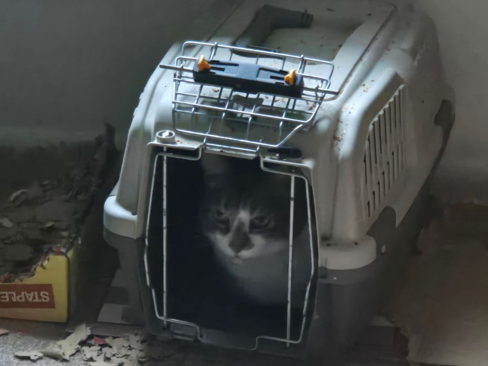 Close up photo of a grey and white tabby cat, calmly laying in a confined plastic cat carrier with the door open.