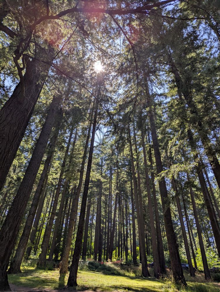 Very tall trees in a clearing, with sunlight viewable through the branches. 