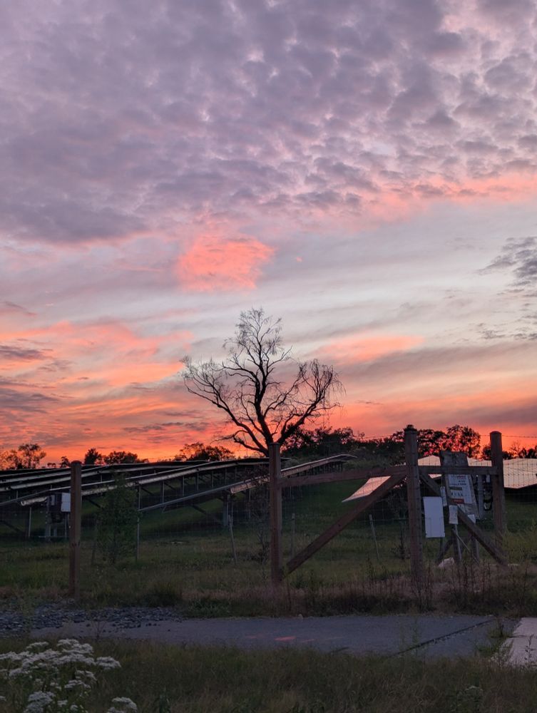 A scraggly tree under orange red skies, positioned in front of solar panels. The sky is a bit cloudy. 