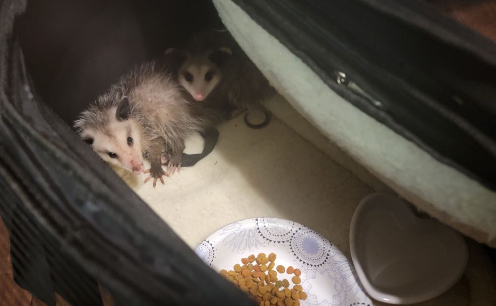 Fainty and Bitey the possums