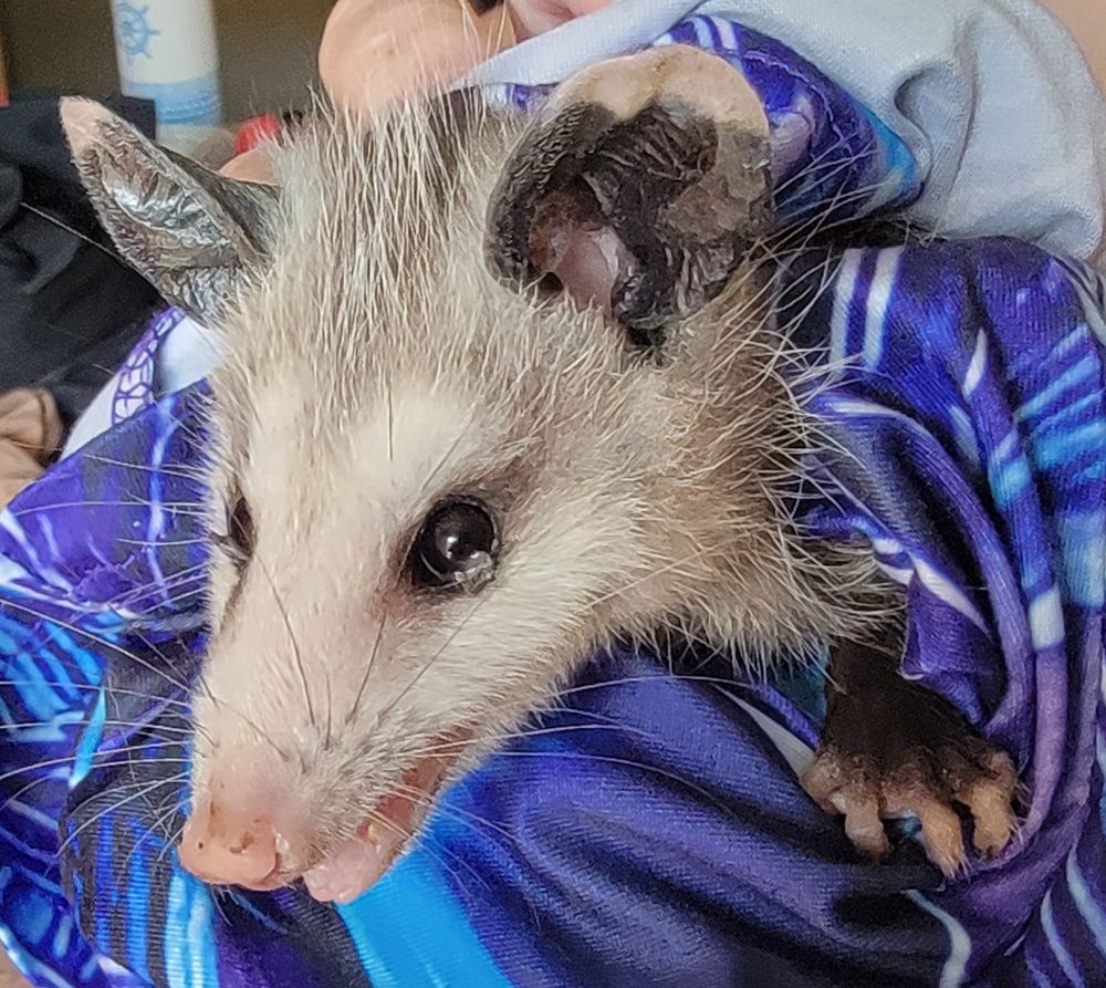 Fainty the possum