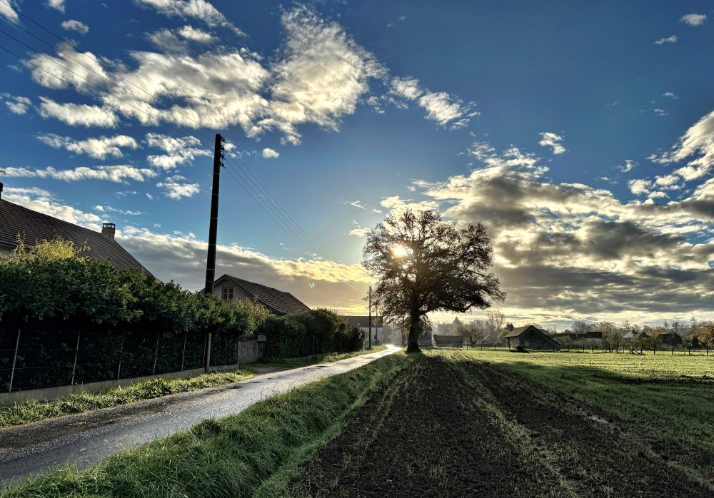 Low sun rising in the east, half masked by a huge oak tree, but reflecting dazzlingly off the wet country road that emerges from the light to sweep past us.