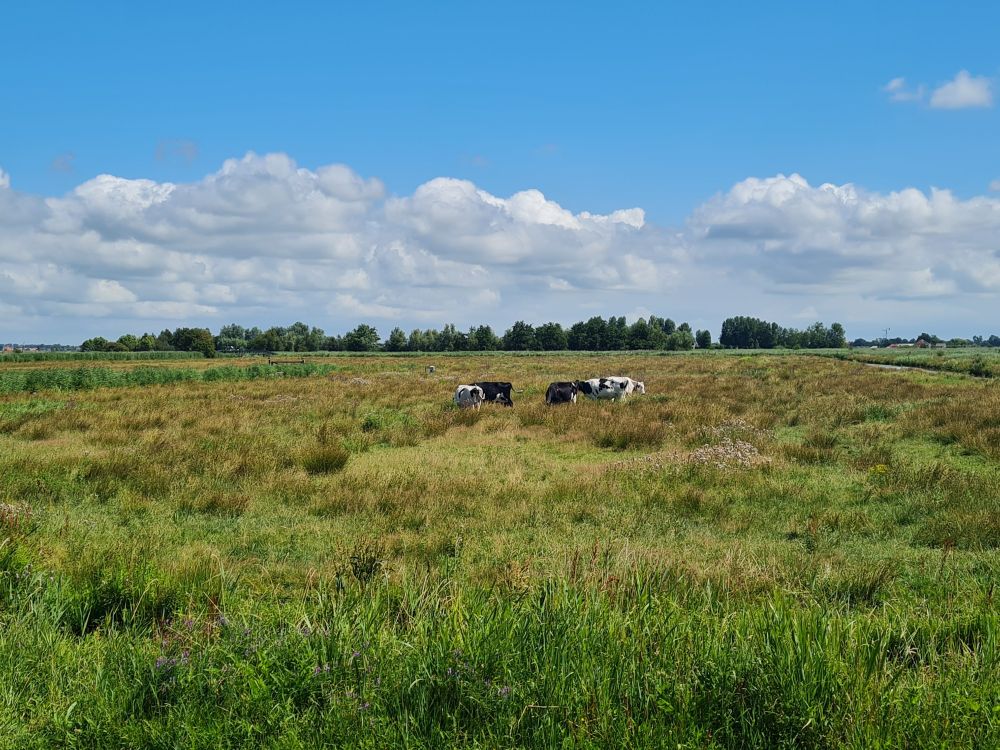 Man sieht eine große Weidefläche in vielfältigen grün- bis brauntönen, darauf einige schwarz-weiße Kühe, weiter hinten befindet sich ein Stück Wald. Der Himmel ist blau mit dicken weißen Wolken über den Wald. 