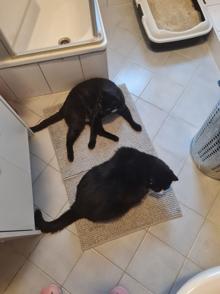Blick von oben auf einen gefliesten Fußboden eines sehr kleinen Bades. Man sieht am Rad ein Stück Klo, Fusche, Schrank und Katzenklo. Dazwischen liegt ein hellgrauer Ikea-Badteppich. Auf dem fläzen eine dicke schwarze Katze mit weißer Schnauze und eine dünne schwarze Katze mit weißem Latz.