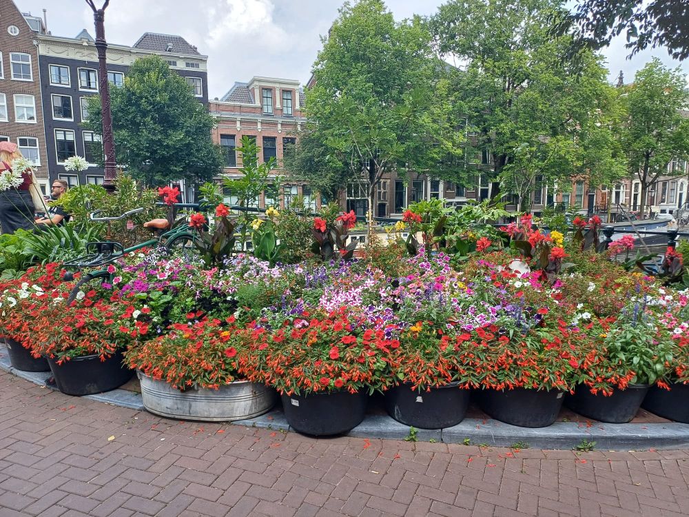 Eine Straßenecke in Amsterdam mit ganz vielen Blumenkübeln mit Blumen in vielen Farben. Dahinter ein Geländer zur Gracht und in Hintergrund Bäume und eine Häuserzeile.