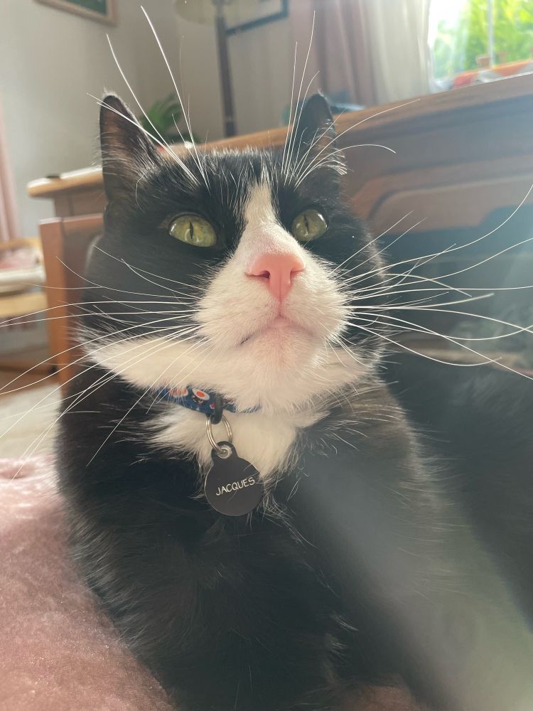 Tuxedo cat with big whiskers