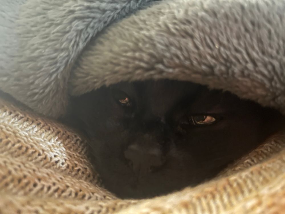 A black cat peeks out from between the person it is laying on, and a grey blanket. The person is wearing a gold sweater, but the camera angle is too close to make out anything beyond that.