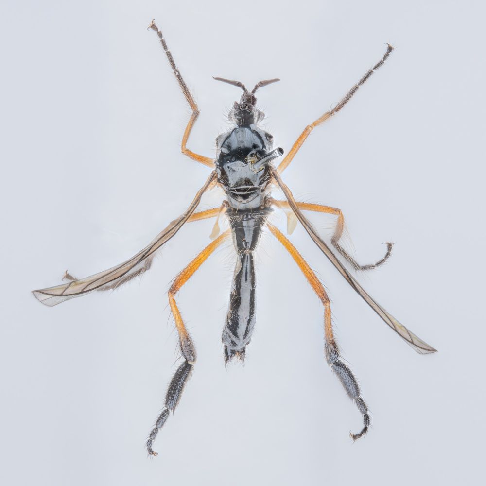 Top view of male Empis nigritarsis