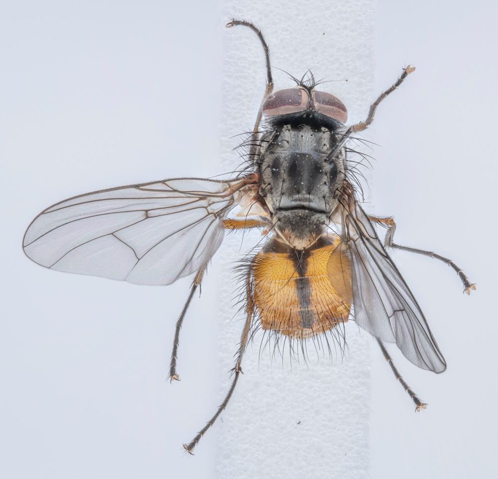 Top view of male Phaonia species