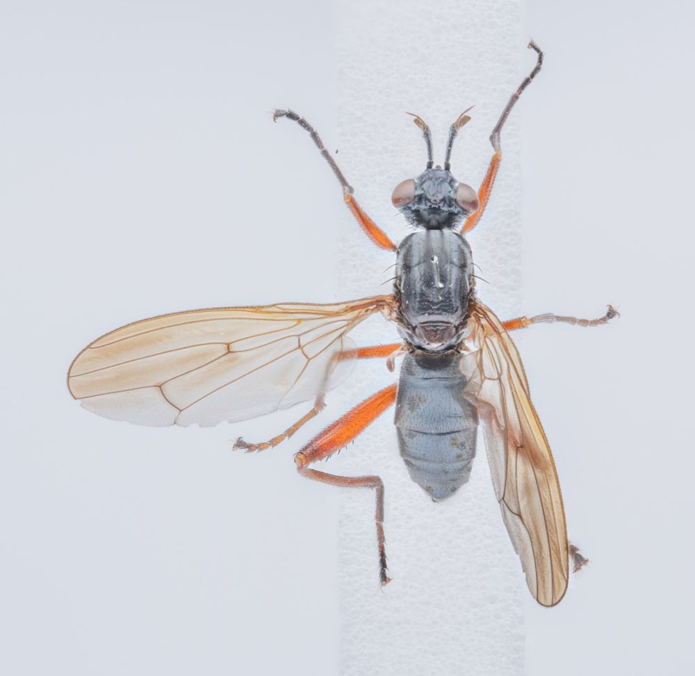 Top view of female Sepedon sphegea