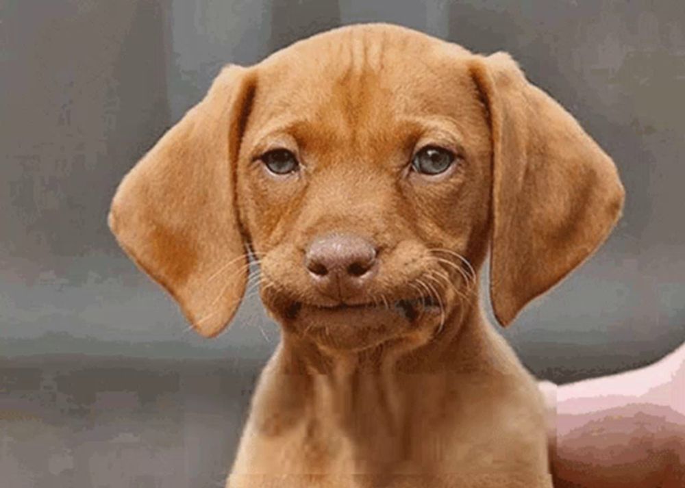 a brown puppy with a funny face is being held by someone