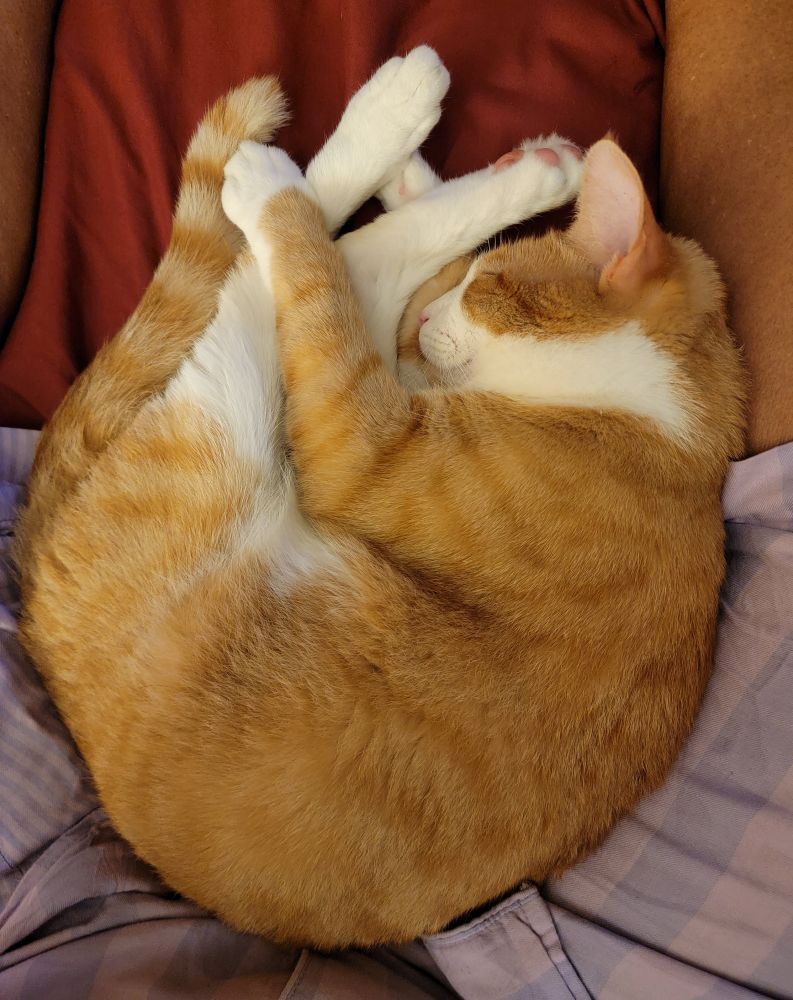 Neelix, napping head to toes, striped tail rising along his rear; an orange-&-white guy, Tabby style. 