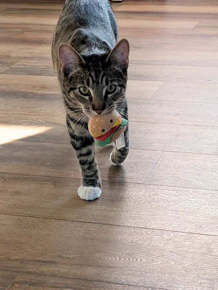Grey striped cat carrying small stuffed hamburger in his mouth walking towards the camera